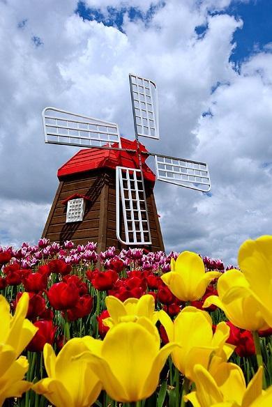 Spring Wallpapers screenshot image 10_Popularmodapk.com