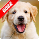 Labrador Retriever Wallpaper1.5_Popularmodapk.com