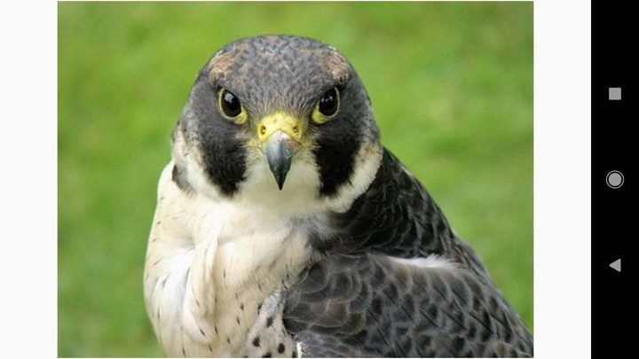 Beautiful  Falcon Backgrounds screenshot image 1_Popularmodapk.com