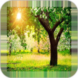 Tree Backgrounds2.6.1_Popularmodapk.com