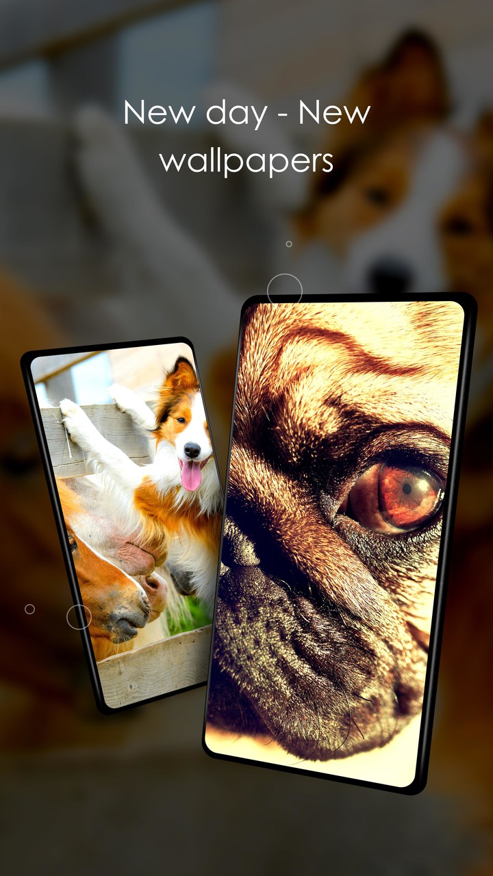 Wallpapers 4K with dogs screenshot image 5_Popularmodapk.com