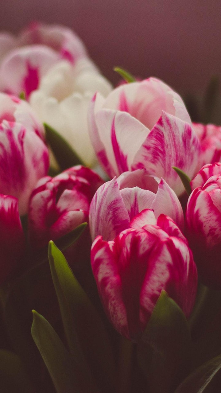 Tulip Wallpapers screenshot image 3_Popularmodapk.com