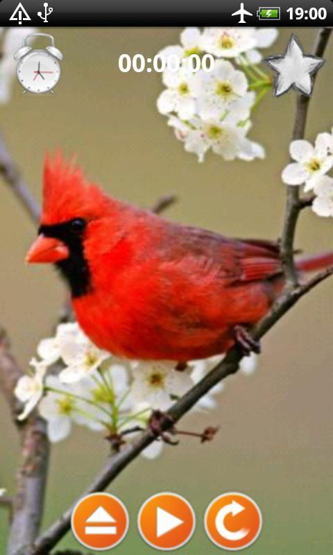 Birds Calls Sounds screenshot image 3_Popularmodapk.com