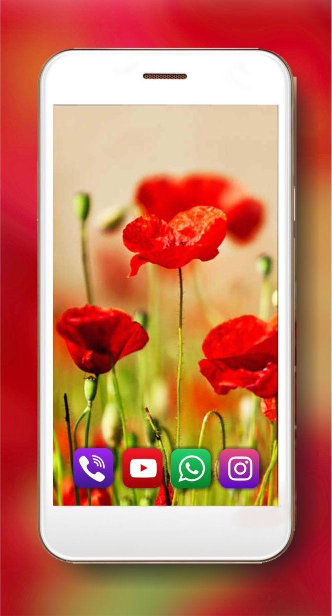 Summer Poppy lwp screenshot image 4_Popularmodapk.com