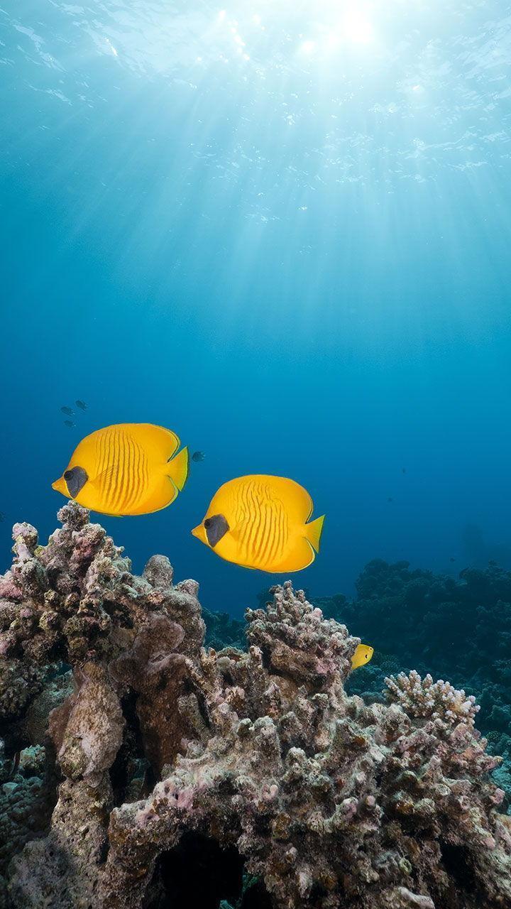 Ocean Fish Live Wallpaper screenshot image 5_Popularmodapk.com