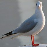 Gull Backgrounds4.0_Popularmodapk.com