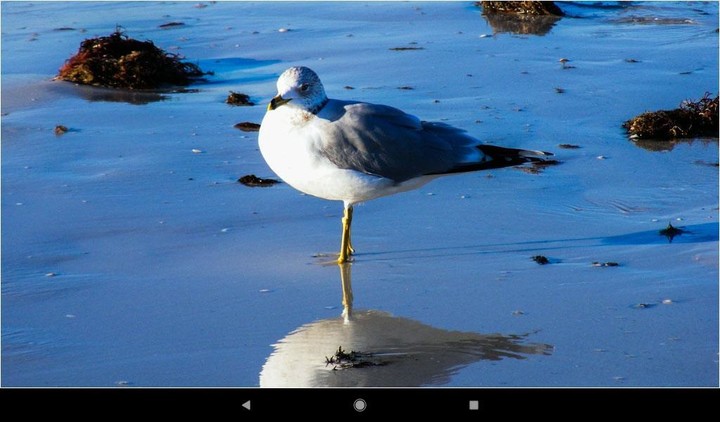 Gull Backgrounds screenshot image 12_Popularmodapk.com