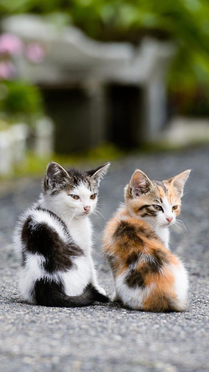 Beautiful Cats Wallpapers screenshot image 2_Popularmodapk.com