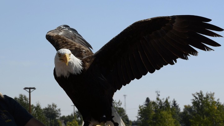 Bald Eagle Sounds screenshot image 6_Popularmodapk.com