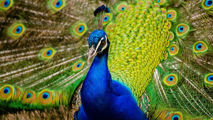 Peacock Sounds screenshot image 9_Popularmodapk.com