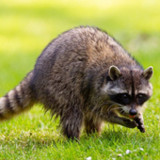 Raccoon Sounds2.1_Popularmodapk.com