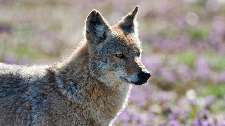 Coyote Sounds & Calls screenshot image 7_Popularmodapk.com