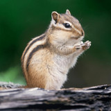 Chipmunk Sounds4.0_Popularmodapk.com
