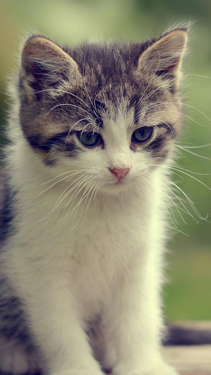Beautiful Cats Wallpapers screenshot image 4_Popularmodapk.com