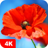 Poppy Wallpapers 4K5.5.93_Popularmodapk.com