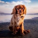 Cavalier King Charles Spaniel2.0.0_Popularmodapk.com