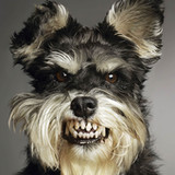 dog breed quiz4.5_Popularmodapk.com
