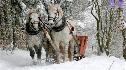 Find a Cat: Hidden Object<span>(No Ads)</span> screenshot image 4_Popularmodapk.com