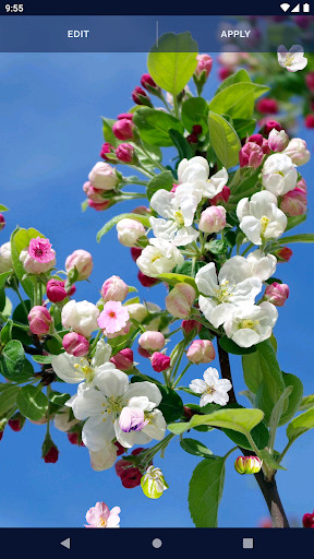 Cherry Blossom Live Wallpaper screenshot image 8_Popularmodapk.com