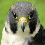 Beautiful  Falcon Backgrounds7.0_Popularmodapk.com