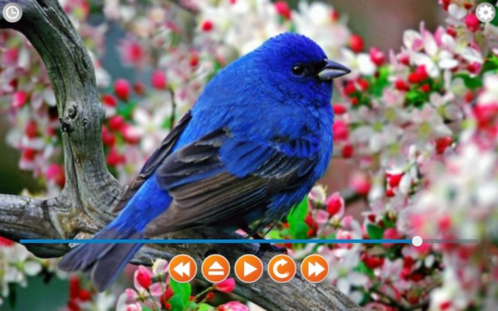 Birds Calls Sounds screenshot image 7_Popularmodapk.com