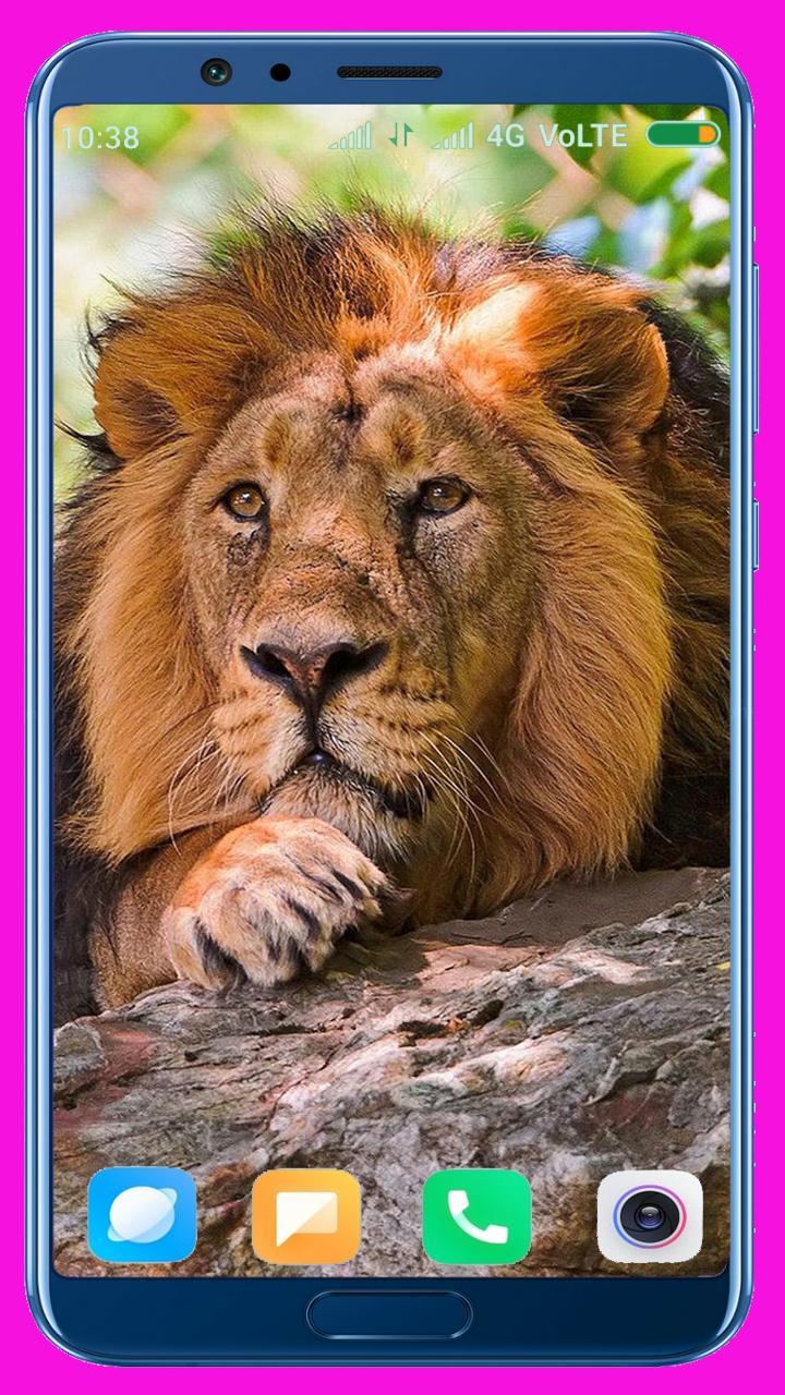 Lion HD Wallpaper screenshot image 29_Popularmodapk.com