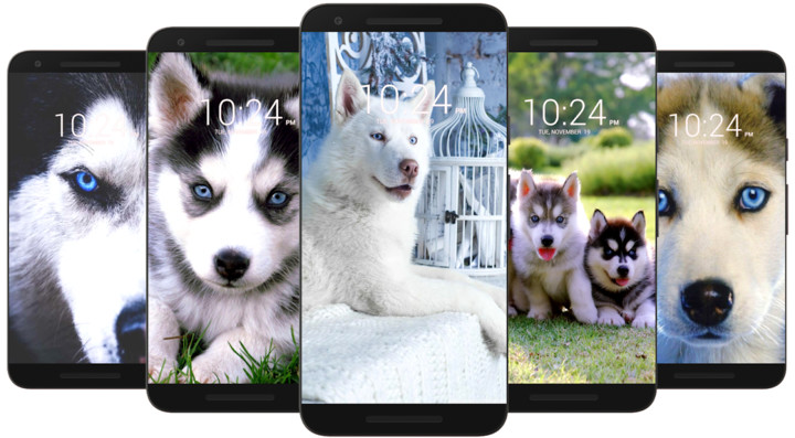 Husky Dog Wallpaper HD screenshot image 2_Popularmodapk.com