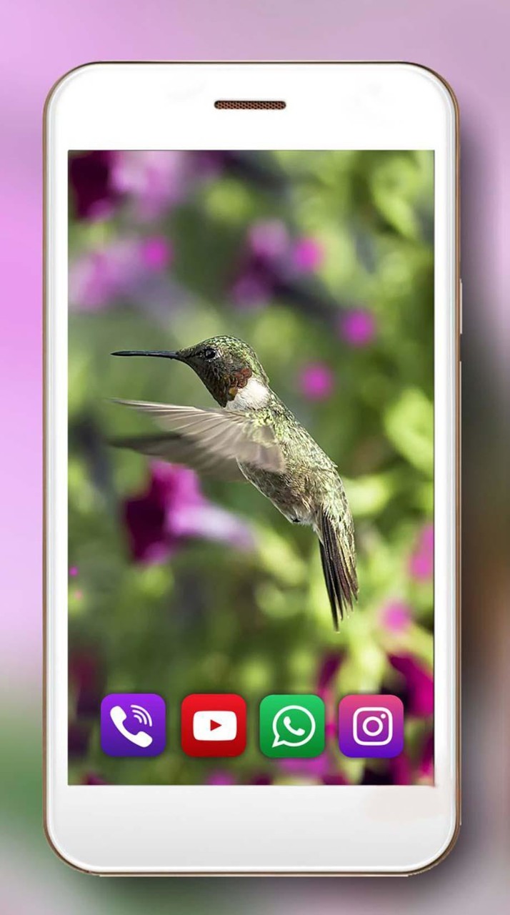 Colibri Exotic Live Wallpaper screenshot image 4_Popularmodapk.com
