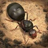 The Ants: Underground Kingdom<span>(TW)</span>3.51.0_Popularmodapk.com