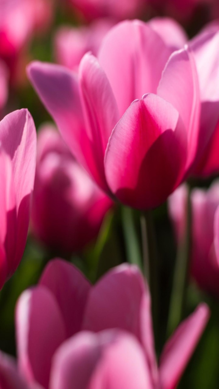 Tulip Wallpapers screenshot image 4_Popularmodapk.com