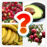 เกมทายภาพผลไม้ภาษาอังกฤษ10.7.6_Popularmodapk.com