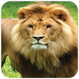 Lion Wallpaper1.11_Popularmodapk.com