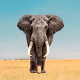 Elephant Sounds3.5_Popularmodapk.com