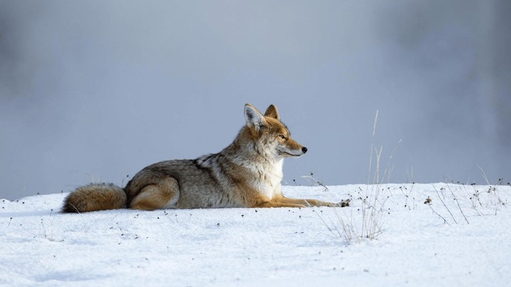 Coyote Sounds & Calls screenshot image 9_Popularmodapk.com