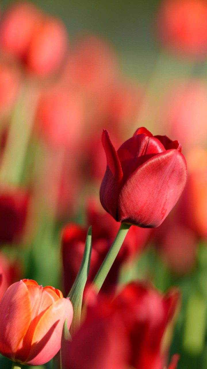 Tulip Wallpapers screenshot image 2_Popularmodapk.com