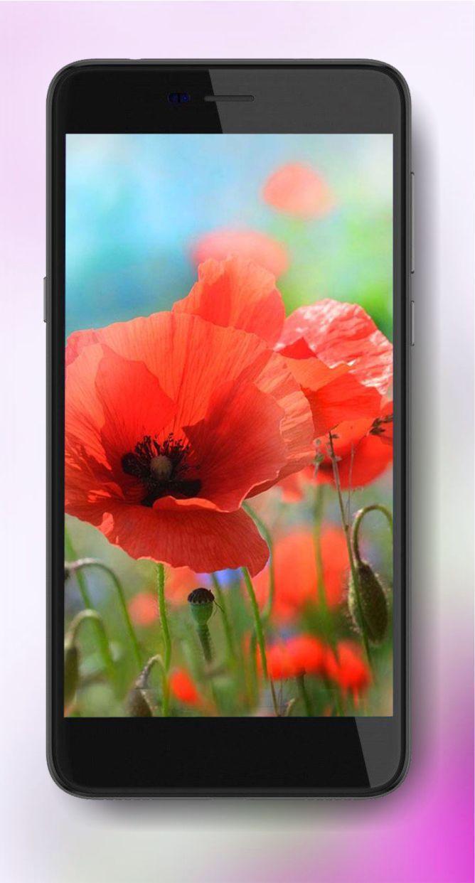 Summer Poppy lwp screenshot image 3_Popularmodapk.com