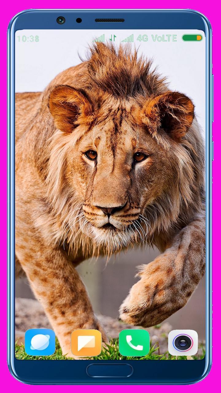 Lion HD Wallpaper screenshot image 39_Popularmodapk.com
