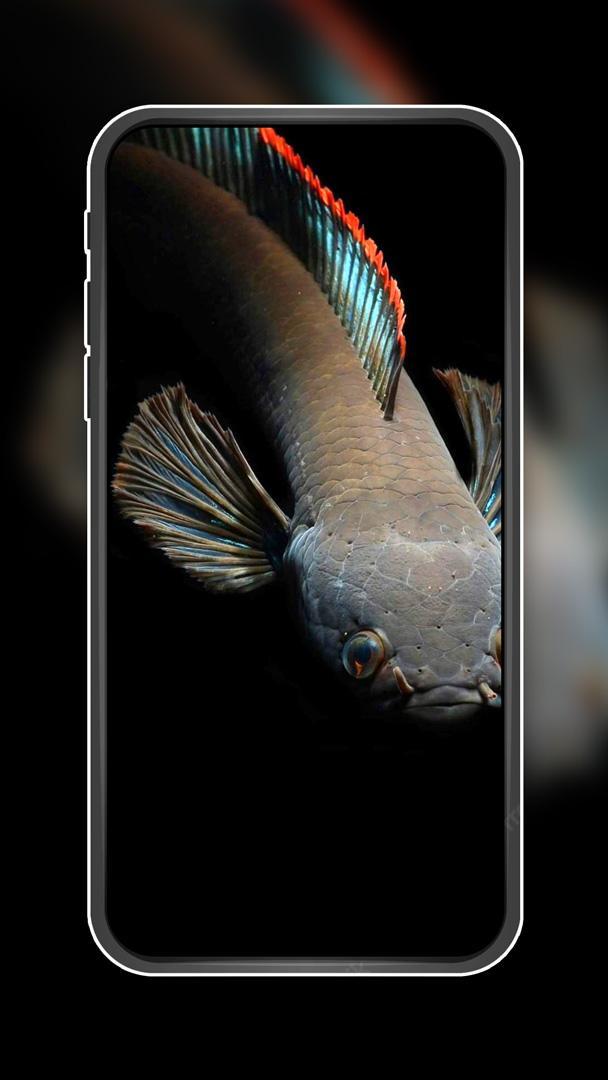 Channa Fish Wallpapers screenshot image 3_Popularmodapk.com