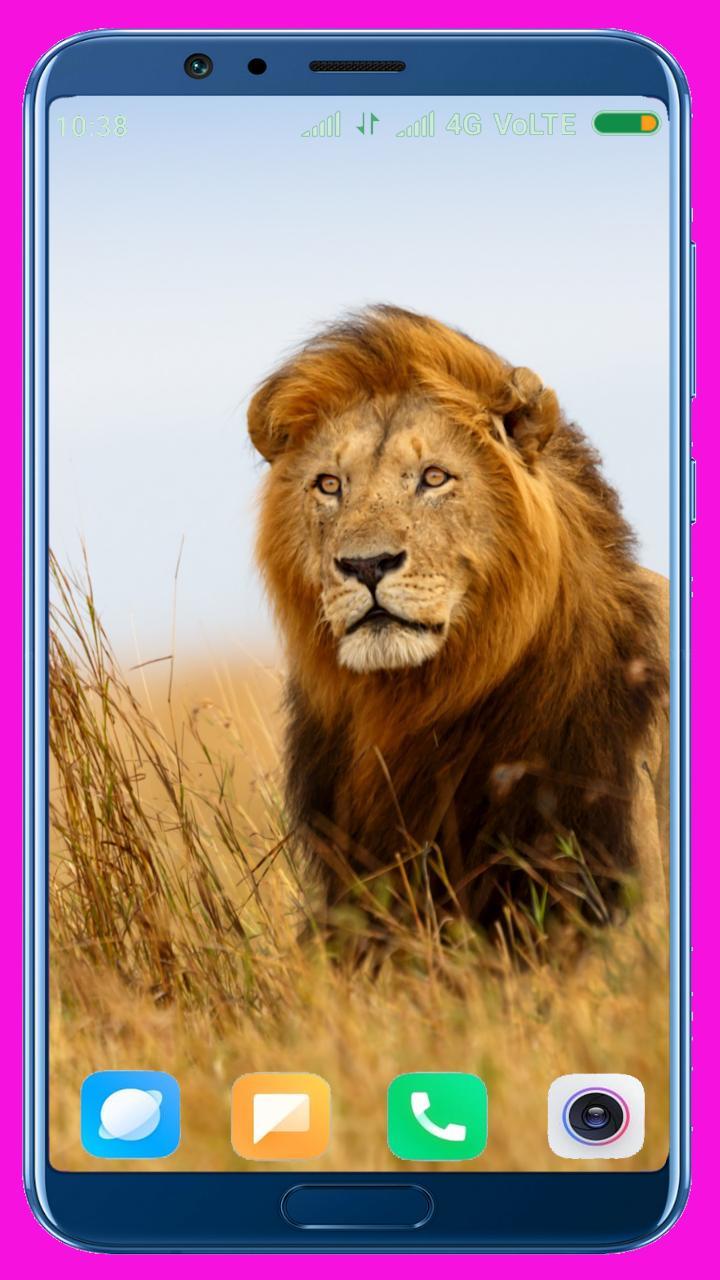 Lion HD Wallpaper screenshot image 31_Popularmodapk.com