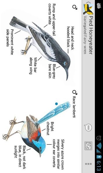 Aubameyang wallpaper-Gabon screenshot image 9_Popularmodapk.com