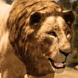 Ultimate Lion Simulator1.3_Popularmodapk.com