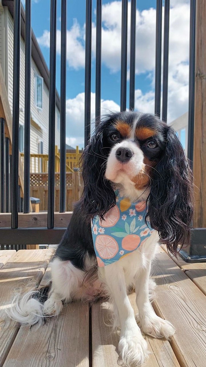 Cavalier King Charles Spaniel screenshot image 9_Popularmodapk.com