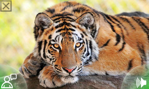 Chile TV en Vivo screenshot image 1_Popularmodapk.com