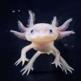 Axolotl Wallpaper Cute HD & 4K1.4_Popularmodapk.com