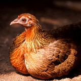 Red Junglefowl Sounds3.5_Popularmodapk.com