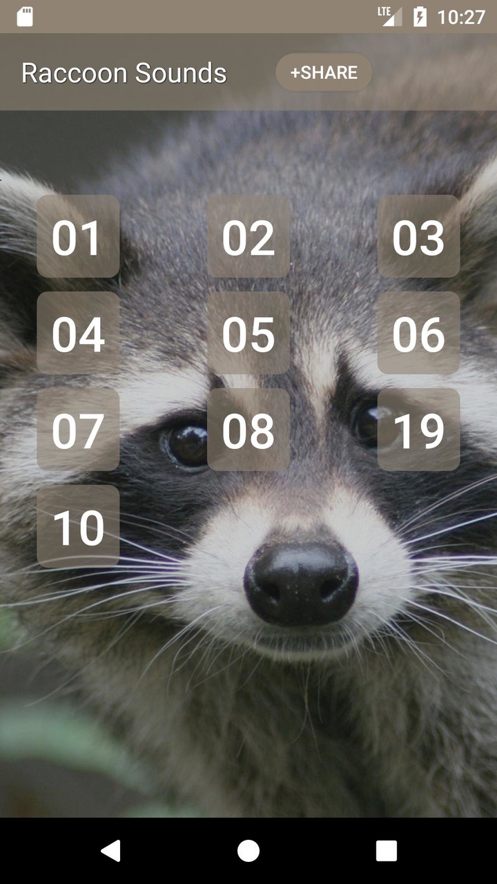 Raccoon Sounds screenshot image 6_Popularmodapk.com