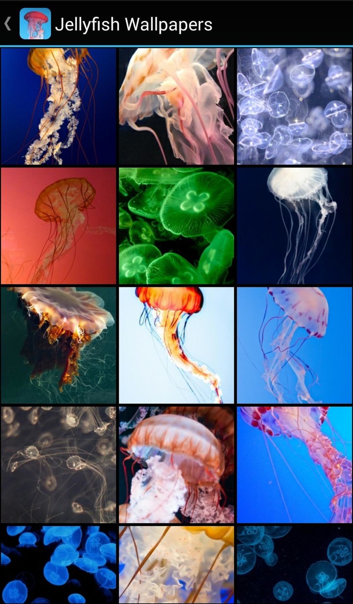 Jellyfish Wallpapers screenshot image 1_Popularmodapk.com