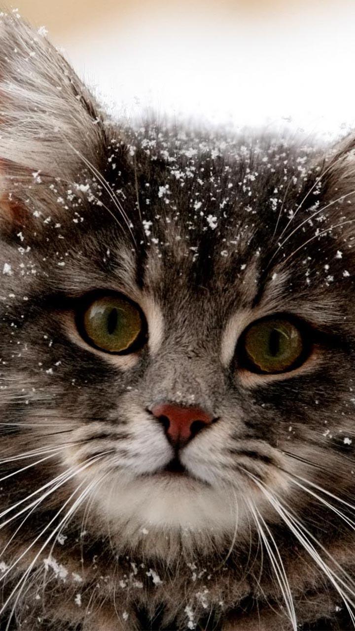 Beautiful Cats Wallpapers screenshot image 5_Popularmodapk.com