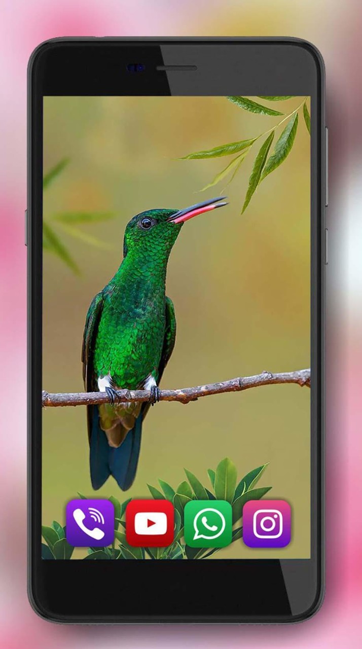 Colibri Exotic Live Wallpaper screenshot image 5_Popularmodapk.com