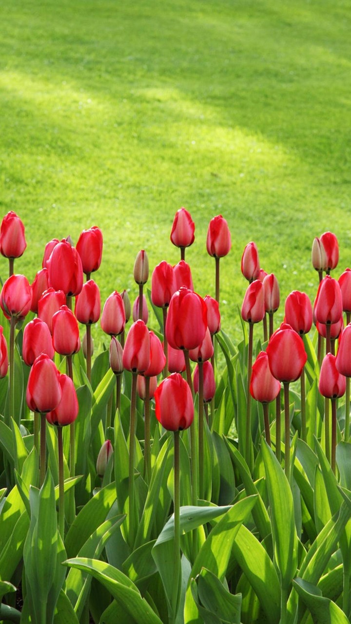 Tulip Wallpapers screenshot image 5_Popularmodapk.com